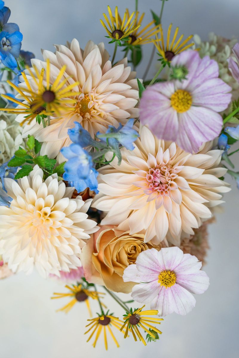 Katie's bouquet of peach dahlias, cosmos and blue delphinium