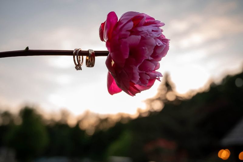 A peony holding the wedding rings at sunset